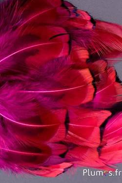 Faisan de Colchide - 6-12 cm - fuchsia